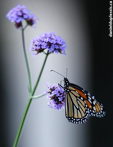 danaus plexippus