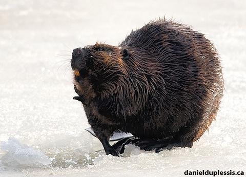 eager beaver